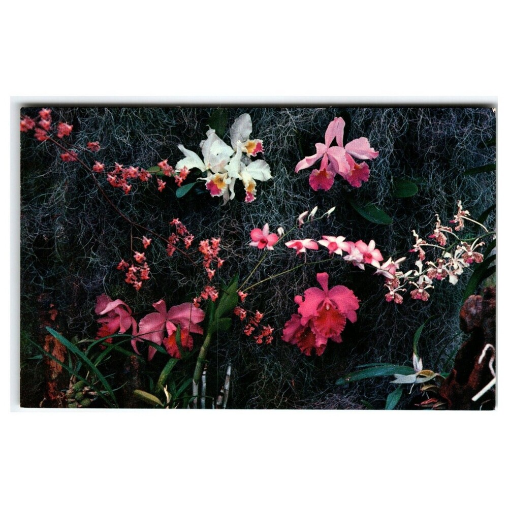 Weeki Wachee Orchid Gardens Florida Postcard Ted Lagerberg Floral Chrome